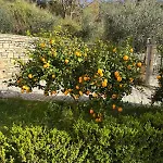 Dei Limoni *
